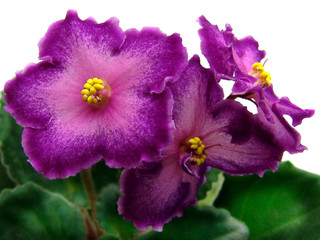 Flowering collectible African violets " RD's Illusion" - Semidouble dark pink star, wide dark raspberry frilled edge