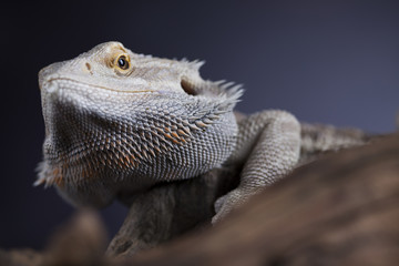 Lizard root, Bearded Dragon on black mirror background