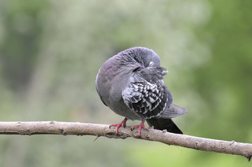 ruffled pigeon on the branch