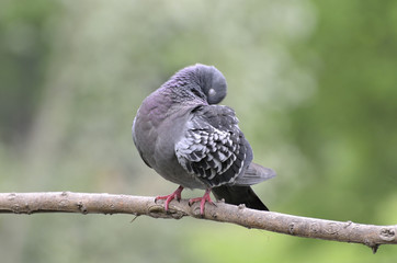 ruffled pigeon on the branch