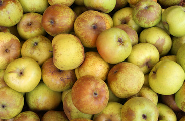 organic green and yellow apples grown without chemical treatment
