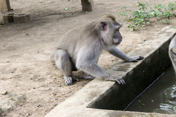Macaque monkey preparing to drink water