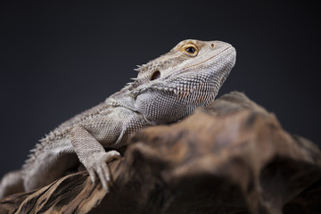 Agama bearded, pet on black background, reptile