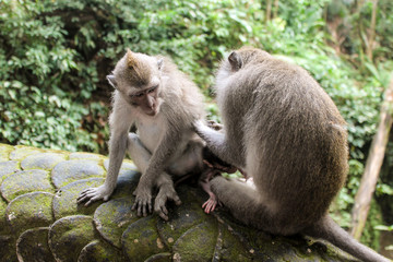 Macaque monkeys grooming each other in Ubud, Bali
