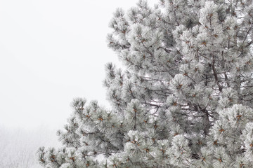 natural background with pine branches in the frost