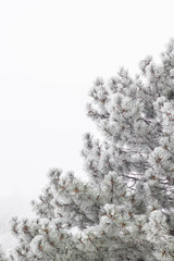 natural background with pine branches in the frost