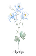 Watercolor blue akilegiya flower
