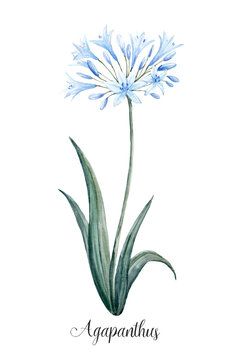 Watercolor agapanthus blue flower