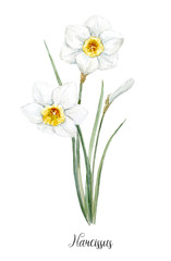 Watercolor white daffodil flower