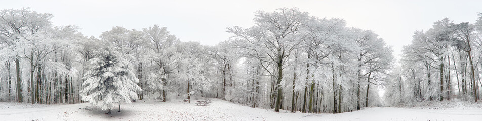 Obraz premium Panorama of Winter forest with snow and tree