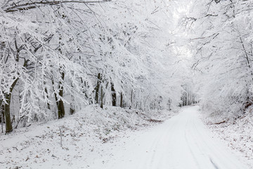 Panorama of Winter forest with snow and tree