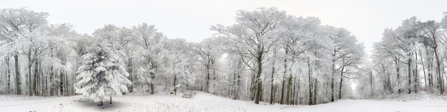 Panorama of Winter forest with snow and tree