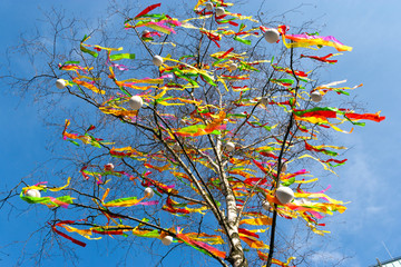 Traditional Czech easter decoration - decorated birch tree (Betula pendula) with colorful ribbons...