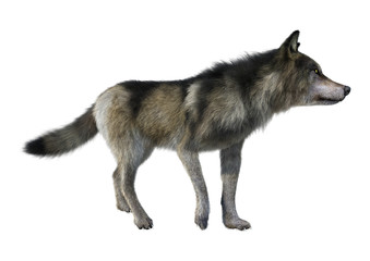 3D Rendering Gray Wolf on White
