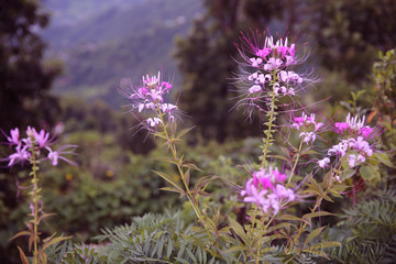 Obraz premium Himalayan Flowers 