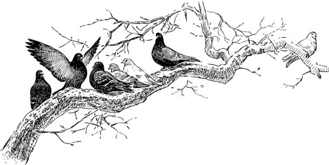 Fototapeta premium pigeons on the tree branch