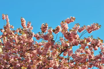 Tableaux ronds sur aluminium brossé Fleur de cerisier cherry blossom
