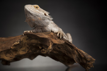 Lizard root, Bearded Dragon on green background