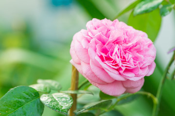 Close up of beautiful pink rose and water drop - can use for tuesday and valentine's day concept