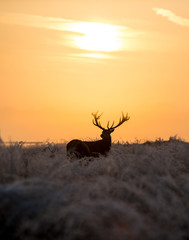 Stag at sunrise in Richmond Park