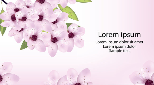 Card with cherry or sakura blossom and text. Vector