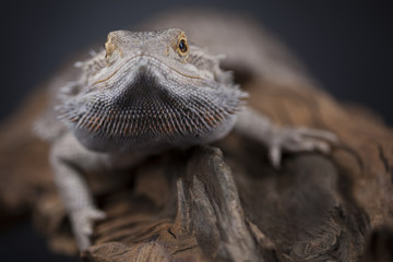 Pet, lizard Bearded Dragon on black background