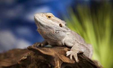 Lizard root, Bearded Dragon on green background
