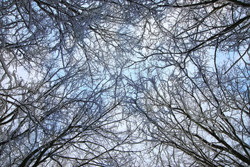 winter snow branch tree covered