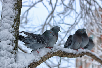 Winter pigeon sitting on a tree