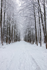 winter forest covered snow