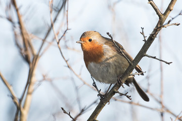 European Robin, Erithacus rubecula, Robin, Birds