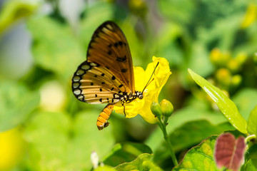 Closeup butterfly on yellow flower