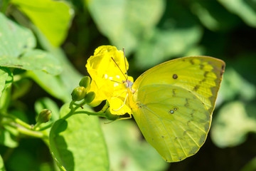Closeup butterfly on yellow flower