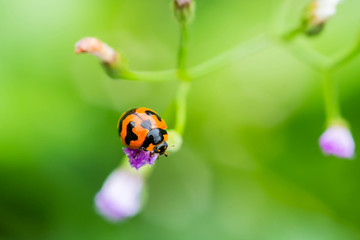 ladybug on flower