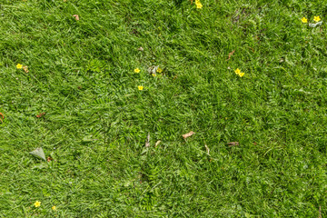texture of the green fresh grass