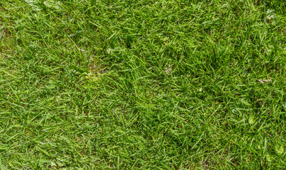 texture of the green fresh grass