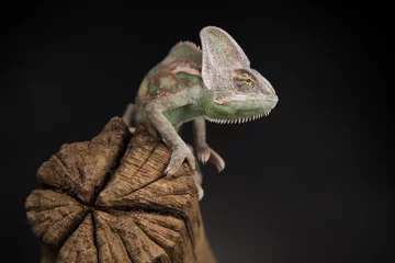 Papier Peint photo Lavable Caméléon Root, Green chameleon, lizard background