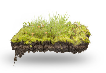 green grass and moss  isolated