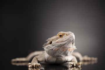 Animal Lizard, Bearded Dragon on black mirror background