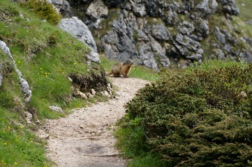 Murmeltier im Puez Geisler Naturpark