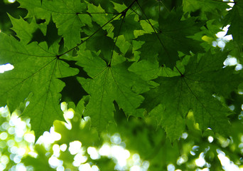 Fototapeta na wymiar Green leaves on the green