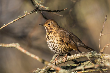 Song Thrush, Turdus philomelos