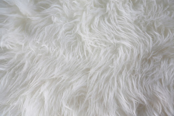 White fur background. Close up