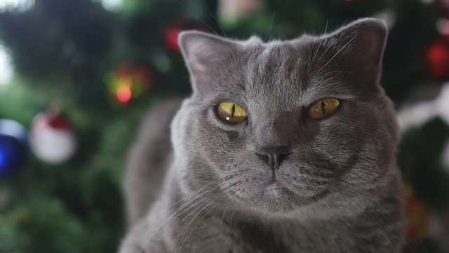 Cat of the British breed gray sitting at the Christmas tree