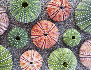 Fototapeta na wymiar colorful sea urchins on wet sand beach, natural background