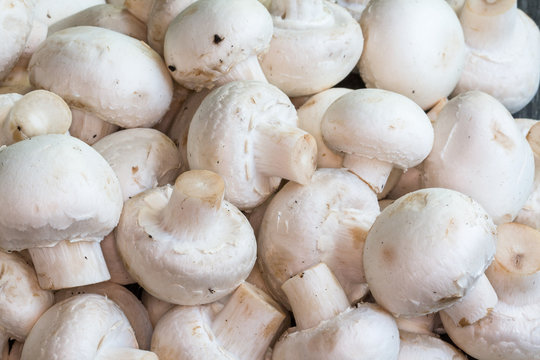 Gros champignons de Paris - Agaricus bisporus - en tas