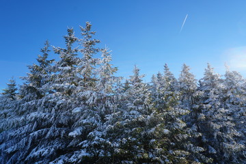 Pines covered in snow and blue sky