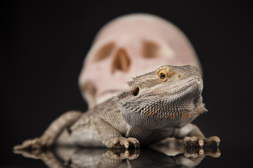 Human skull,Agama bearded, lizard background