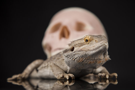 Human skull,Agama bearded, lizard background