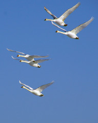 Gänsen bei ihrem Ausflug © Maul-Fotografie.de